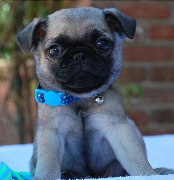 Mops na prodej s PP