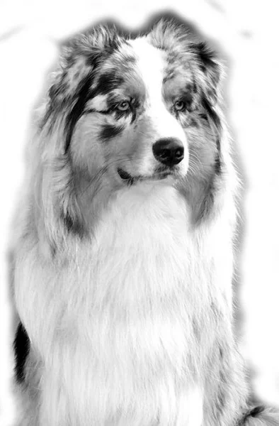 Australský ovčák - krytí