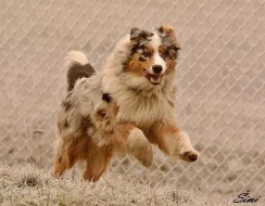 Australský ovčák - krytí