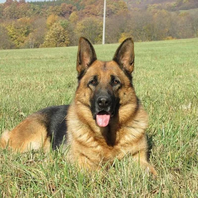 štěňátka německého ovčáka, černá se znaky s PP