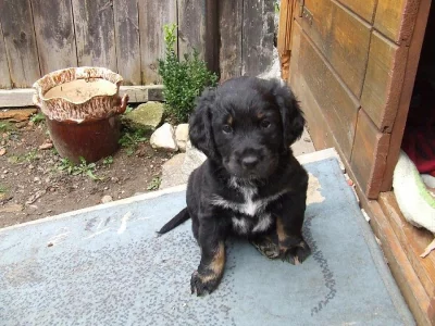 Kříženec daruji štěně