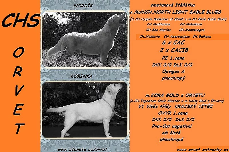 Labradorský retriever s PP smetanová štěňata