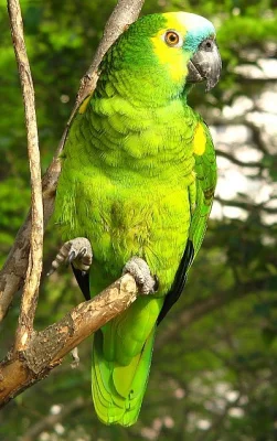 Ara, Kakadu a Eklektus