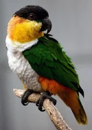 Ara, Kakadu a Eklektus