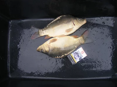 Prodám násadu hladkého kapra cena 43,- za kg