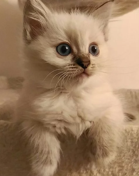 Kočky ragdoll koťátka.