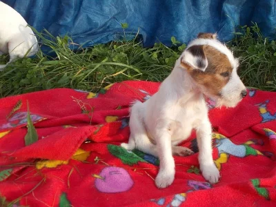 Parson Russell teriér