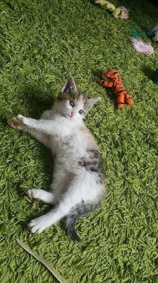 Kříženec britské kočky