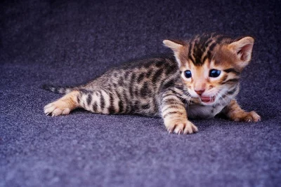 večeře Bengal kotě teď