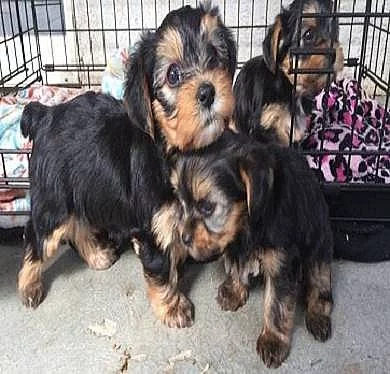 Nádherný Yorkshire Terrier Pups k dispozici