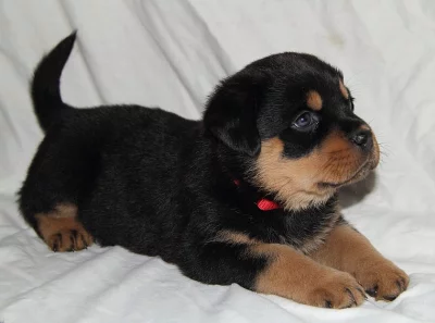 Rottweiler Puppies k dispozici