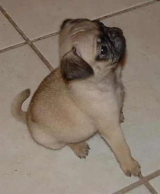 mužské a samičí štěňátka