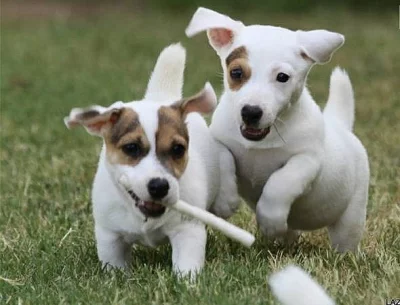 4 ŠKOLA JACK RUSSELL X CHIHUAHUA