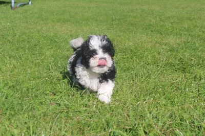 SWEET SHIHPOO Štěňata