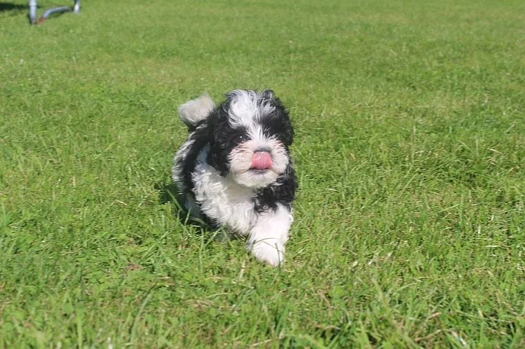 SWEET SHIHPOO Štěňata