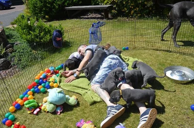 ČERVENÉ ŠTĚŇOVÉ ŠTĚŇÁTKY