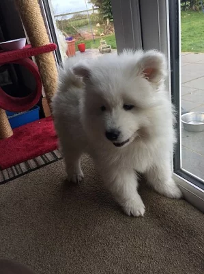 MALÉ & ŽENY SAMOYED Štěňata