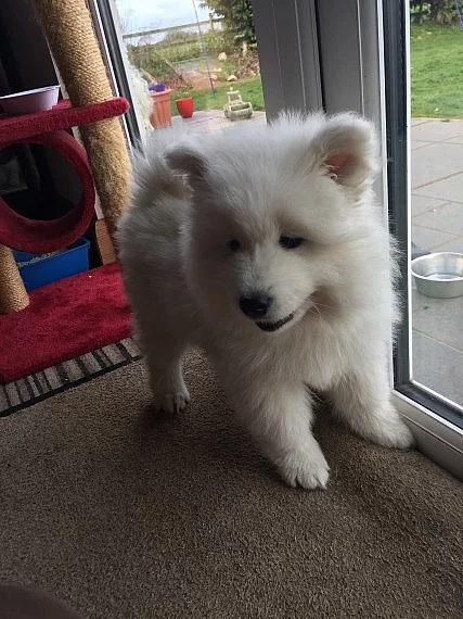 MALÉ & ŽENY SAMOYED Štěňata