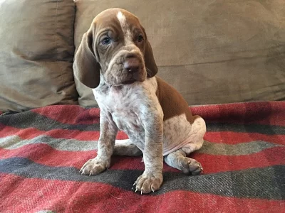 Ready Now - Bracco Italianos