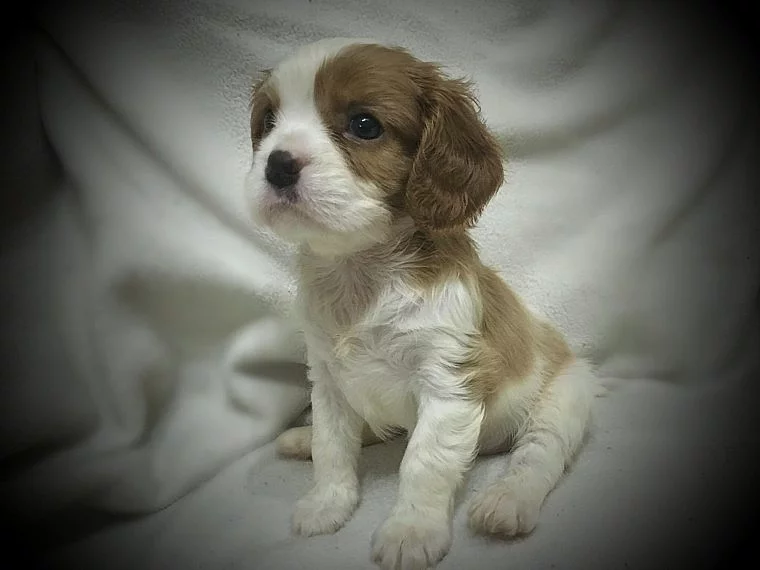 4 krásné kavalír King Charles štěňata