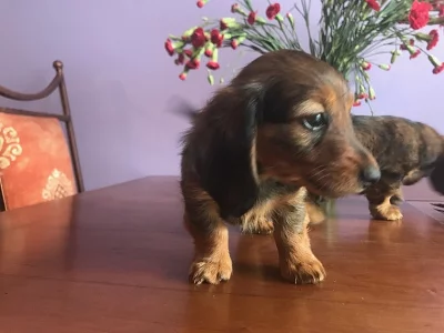 Štěňata jezevčíka