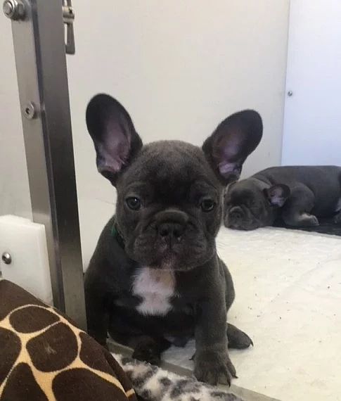 Mužské a ženské francouzské buldok štěňátka