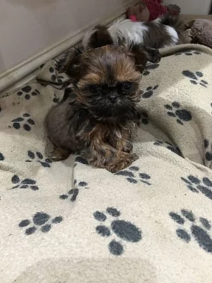 Mužské a ženské shih tzu Štěňata