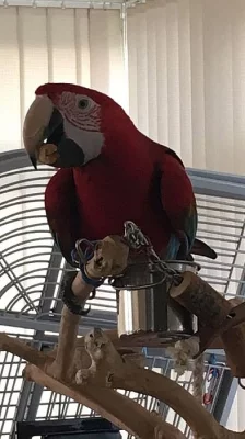 mužské a ženské zelené