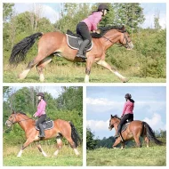 Welsh cob D na prodej