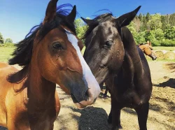 Welsh cob D na prodej