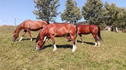 Welsh cob D na prodej