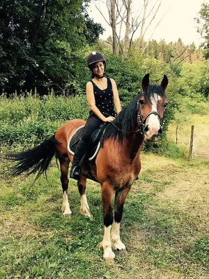Welsh cob D na prodej