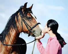 Welsh cob D na prodej