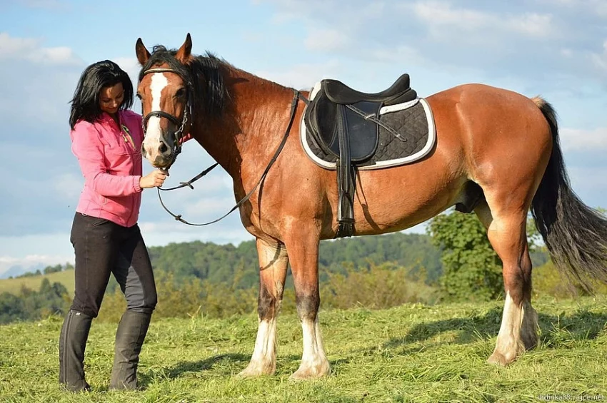 Welsh cob D na prodej