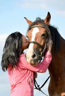 Welsh cob D na prodej