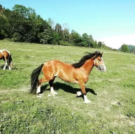 Welsh cob D na prodej
