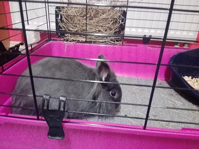 Daruji zakrslého králíčka i s veškerým vybavením