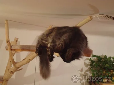 Kočičí strom /škrabadlo