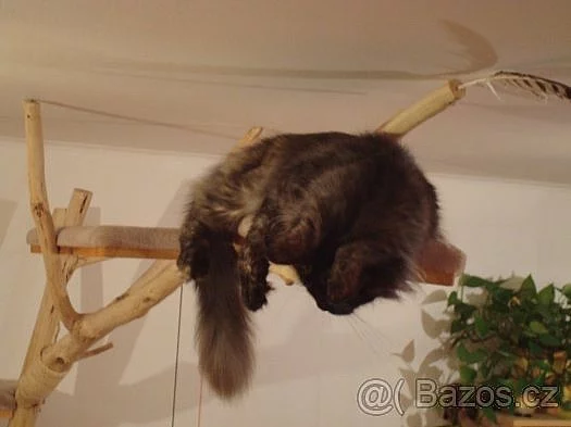 Kočičí strom /škrabadlo
