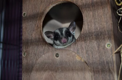 Vakoveverka létavá