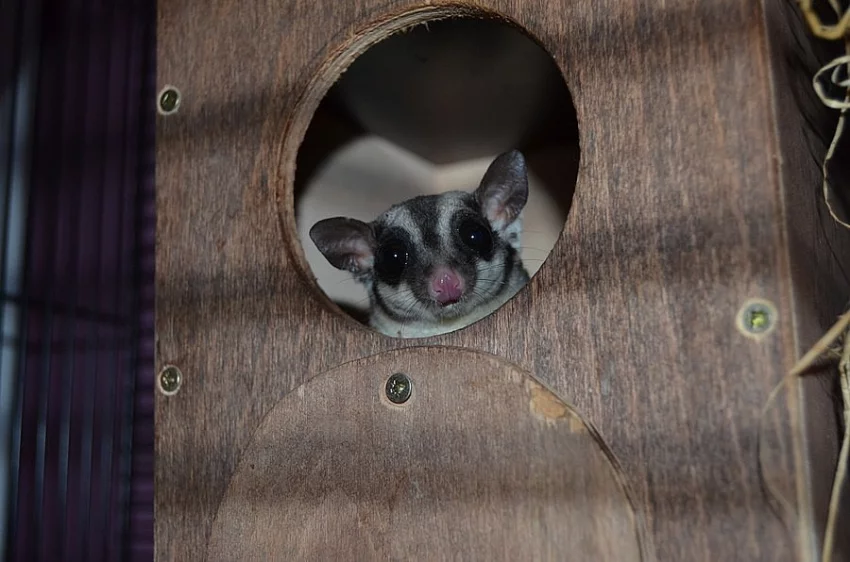 Vakoveverka létavá