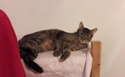 Kocourek Sebastian hledá domov