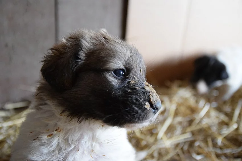 Český horský pes-Štěňata
