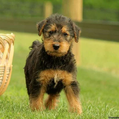 Airedale Terrier Puppies