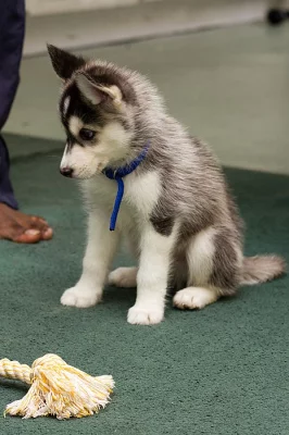 Sibiřské Huskys dovolené 5th srpna 2017