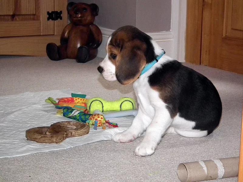 Nádherný Beagle poslední holčička