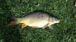 Prodej tržního kapra