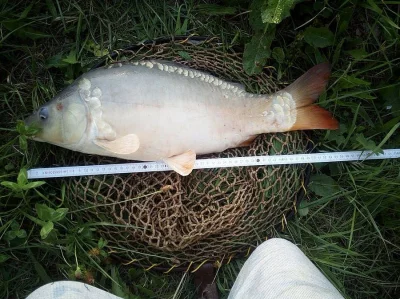 Prodej tržního kapra