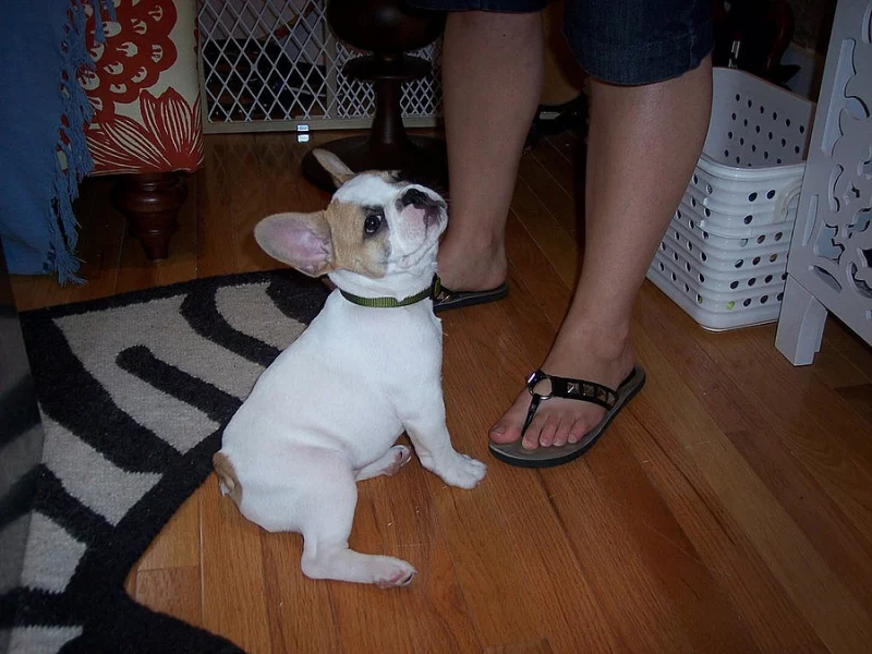 Modrá plavá francouzský buldok Kc registrovány Ready 2 Go