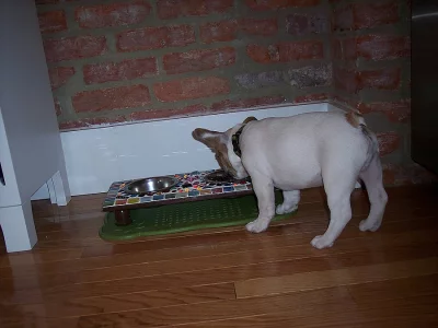 Připravené nyní trojitý Blacktan Boy Don Choc linky